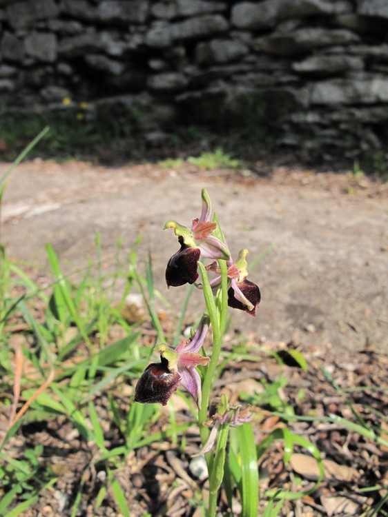 Ophrys exaltata
